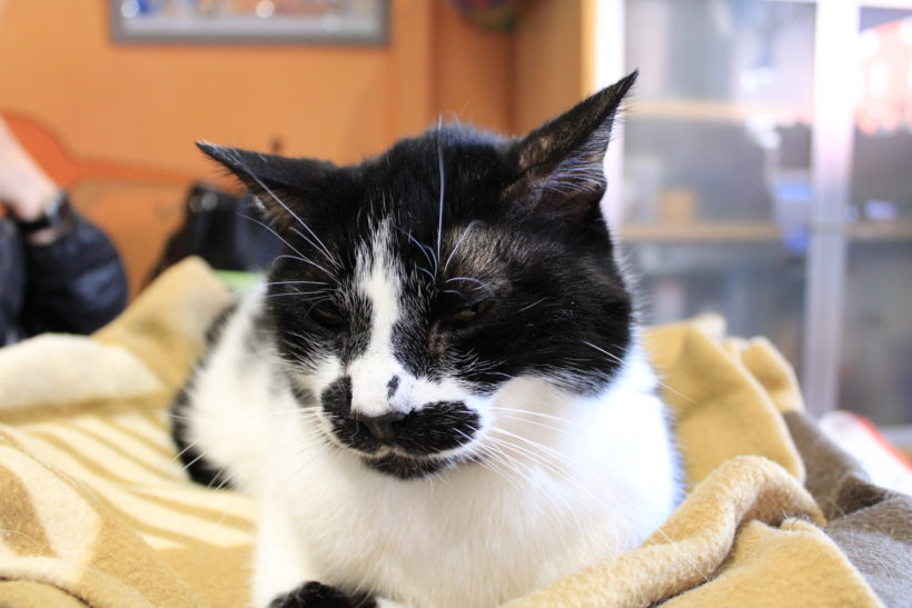 Moustache Moustache