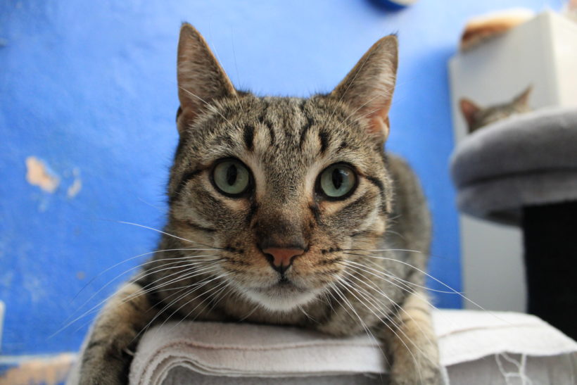 Minet Minet