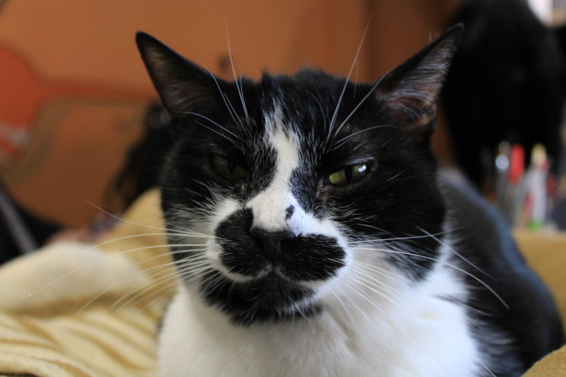 Moustache Moustache