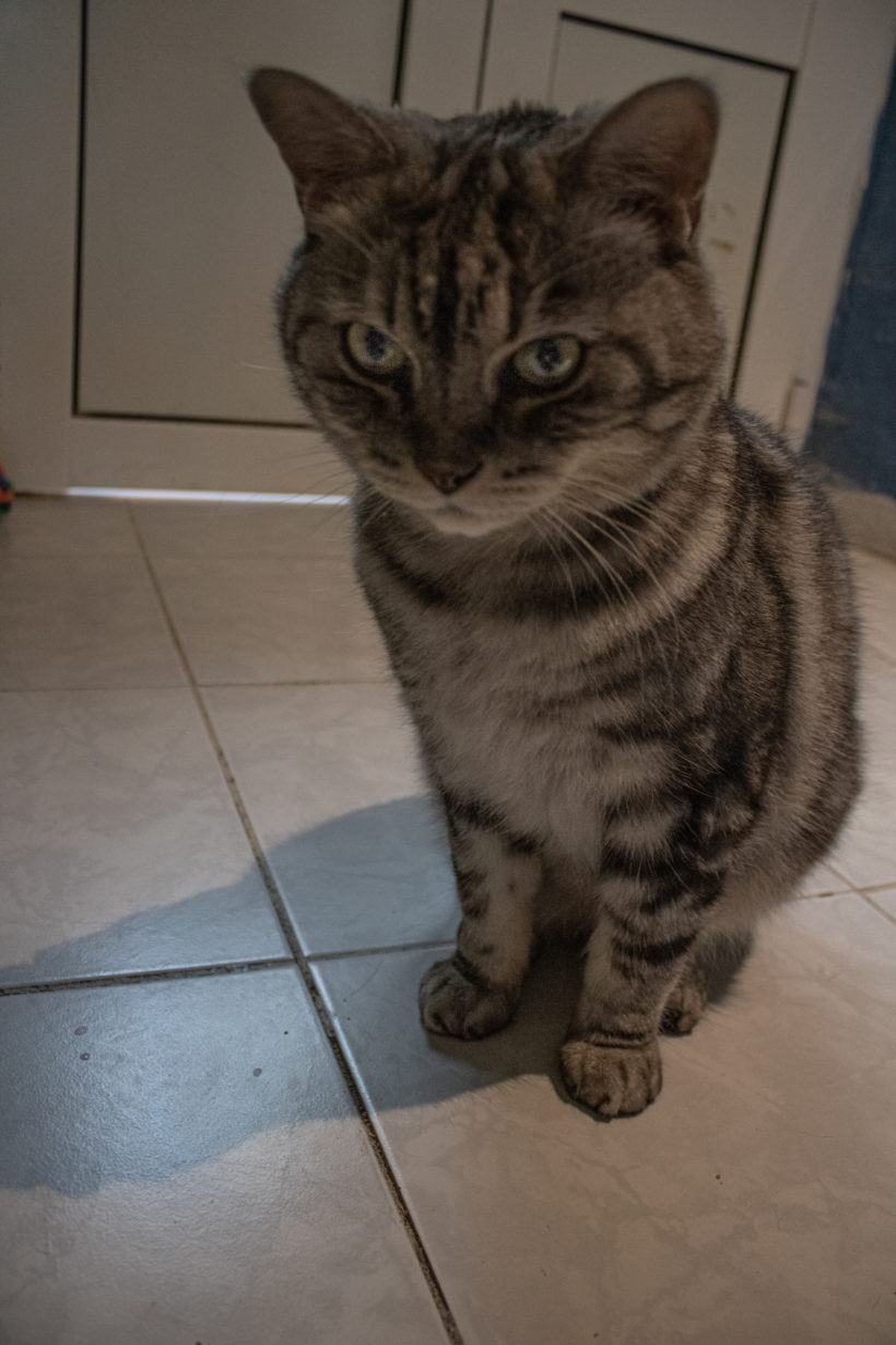 Titi Titi