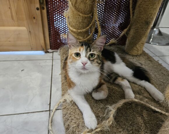 Sandy ♀