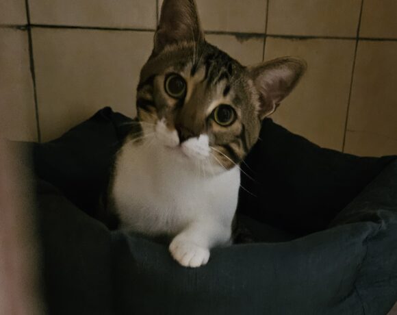 Stitch ♂