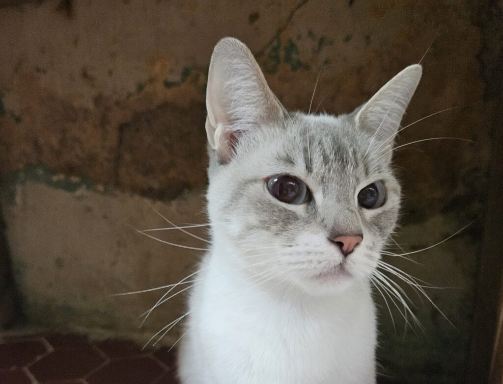 Bianca ♀