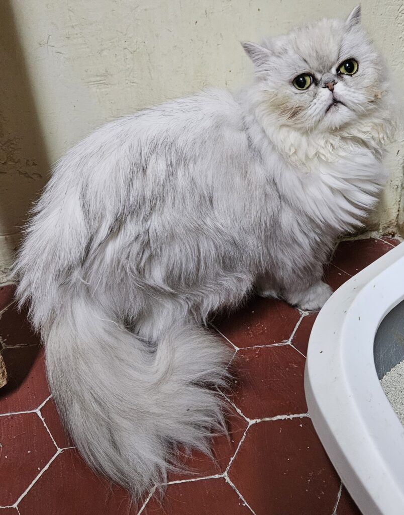 Filou ♂