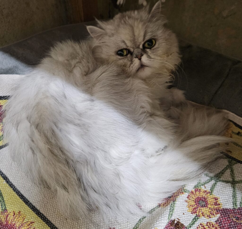 Filou ♂