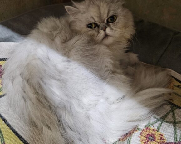 Filou ♂