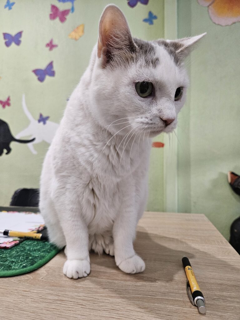 Malibu ♀