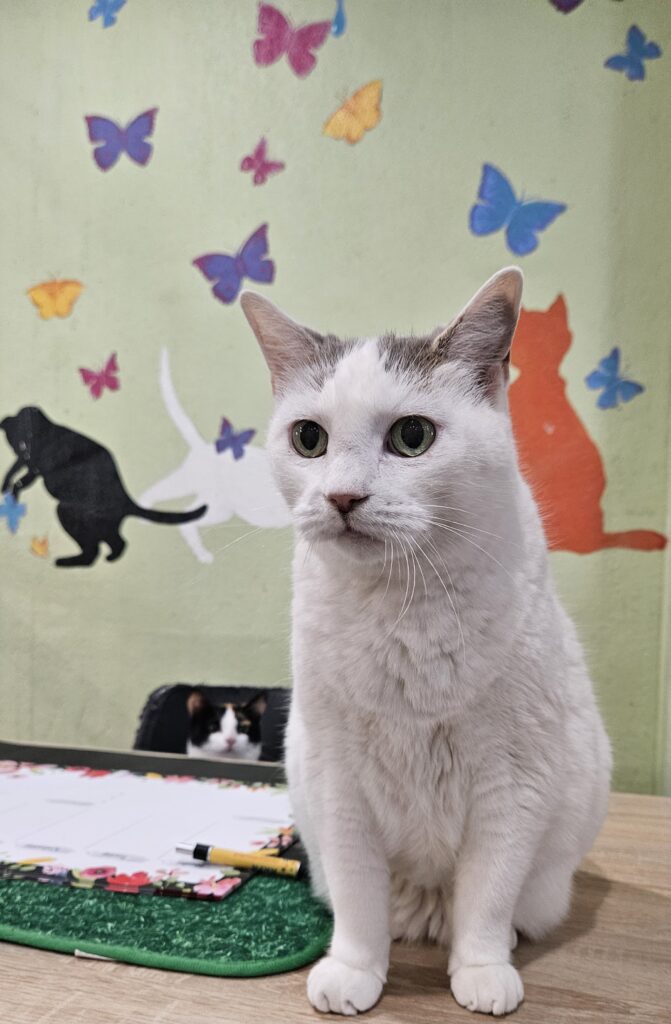 Malibu ♀
