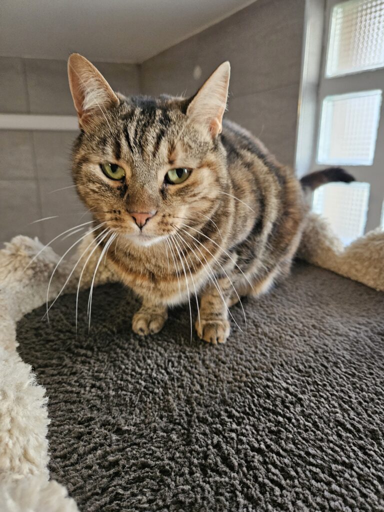 Choupinette ♀ Choupinette ♀