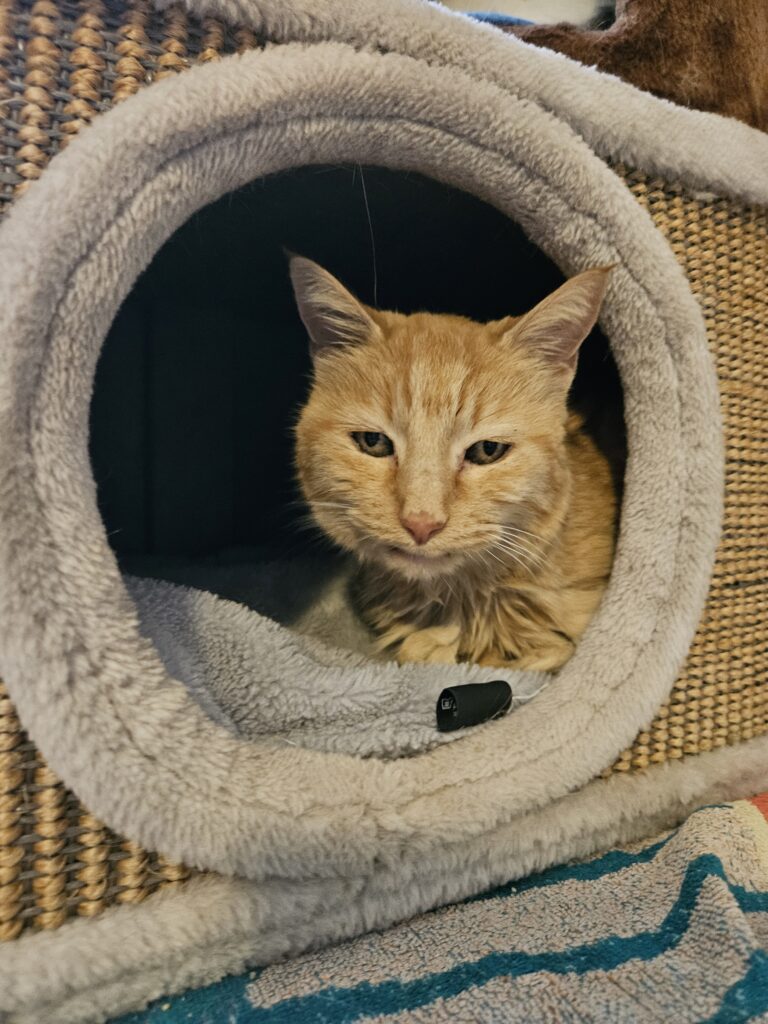 Rookie ♂ Rookie ♂