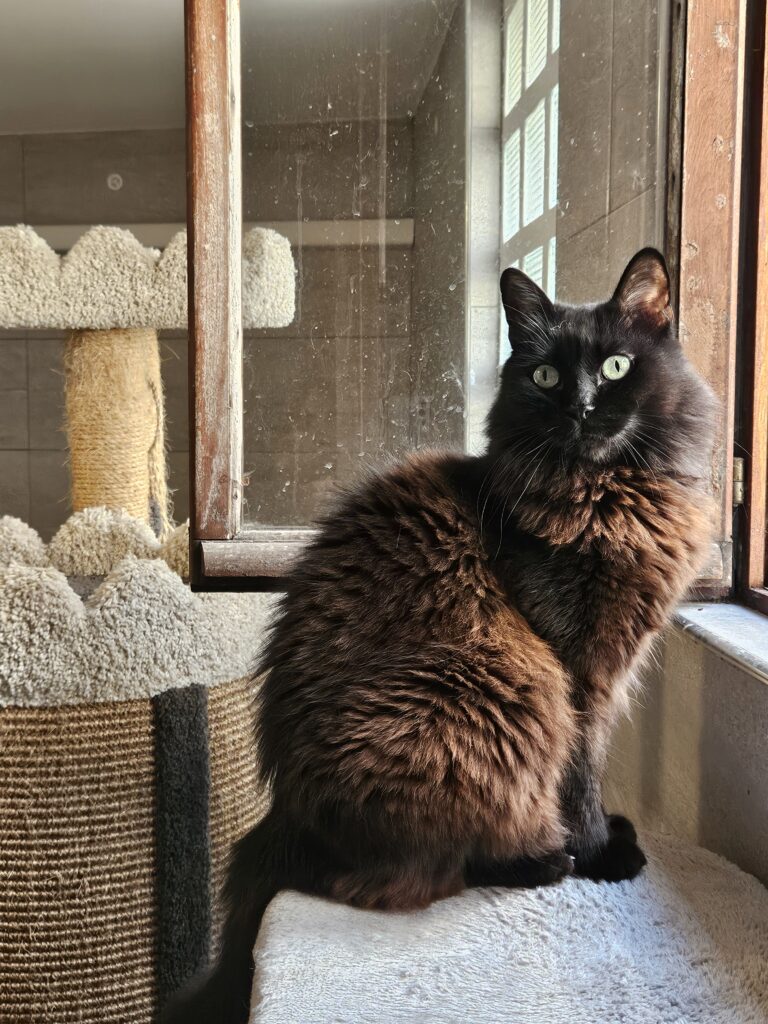 Brownie ♂ Brownie ♂