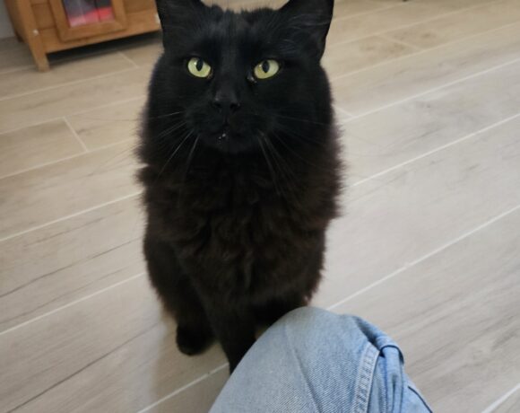 Pompon ♂ Pompon ♂