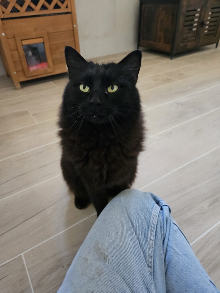 Pompon ♂ Pompon ♂