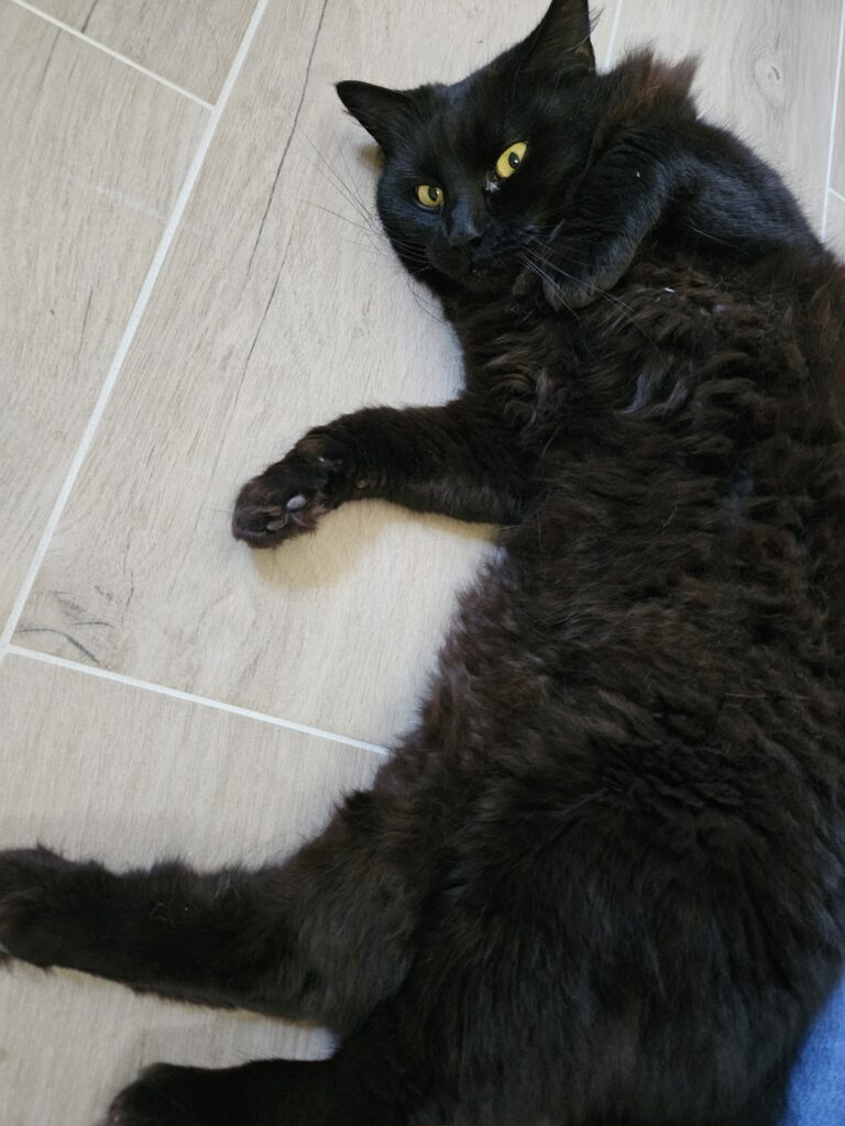 Pompon ♂ Pompon ♂