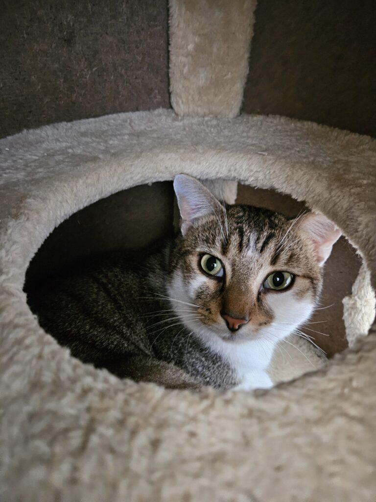 Pirate ♂ Pirate ♂