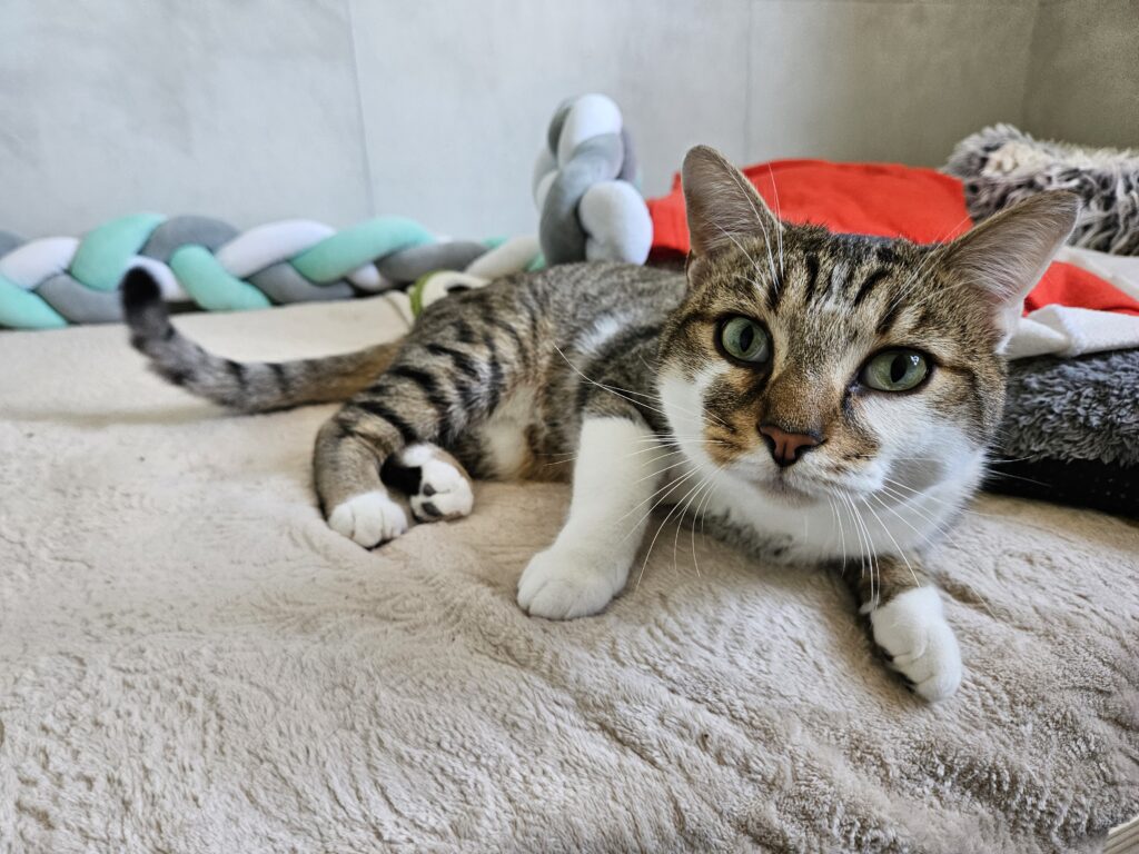 Pirate ♂ Pirate ♂