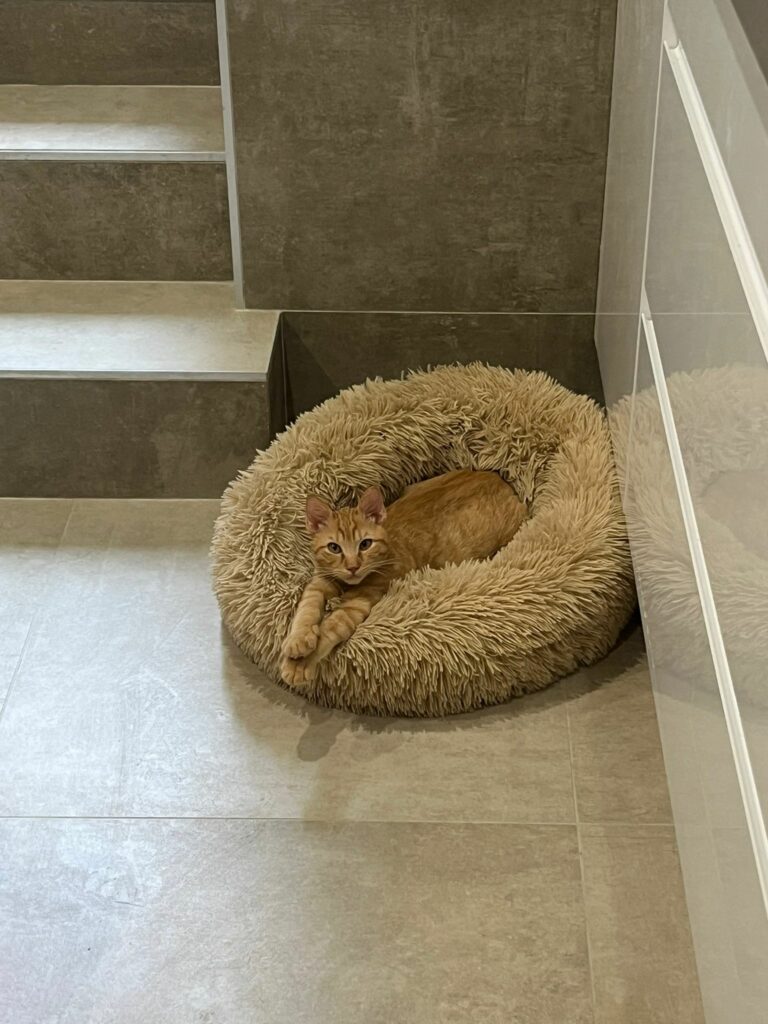 Bobby ♂ & Cana ♀ Bobby ♂ & Cana ♀