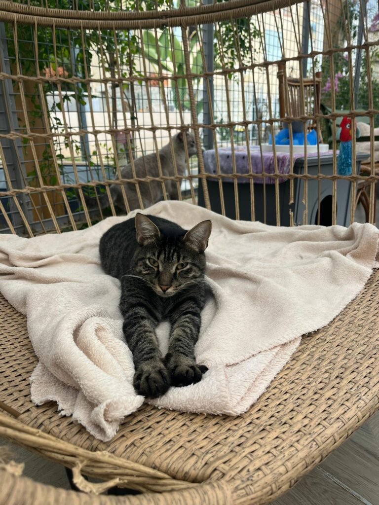 Tigrou ♂ Tigrou ♂