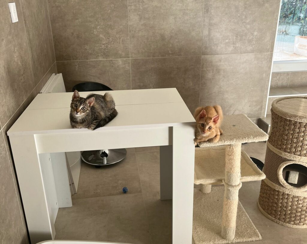 Bobby ♂ & Cana ♀ Bobby ♂ & Cana ♀