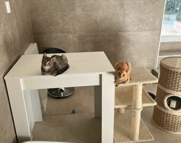 Bobby ♂ & Cana ♀