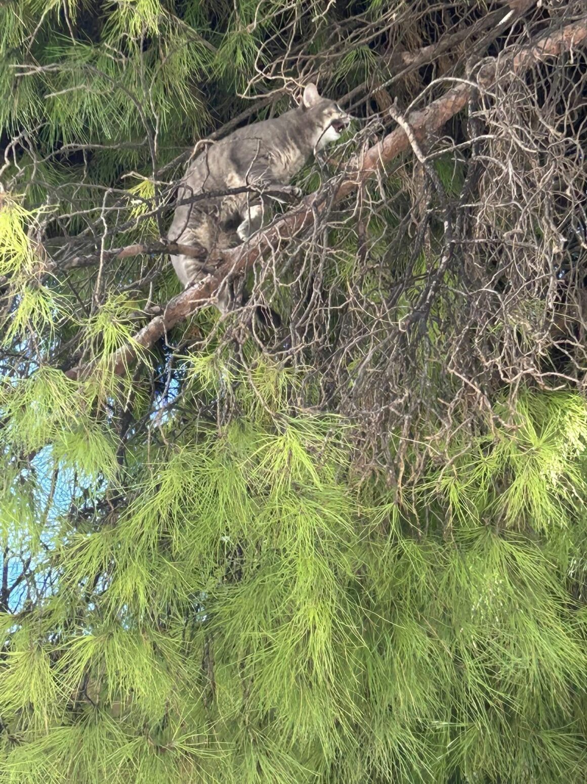 Chat perché, mission réussie Chat perché, mission réussie