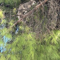 Chat perché, mission réussie