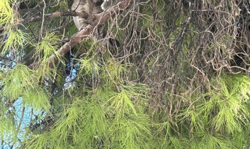 Chat perché, mission réussie Chat perché, mission réussie