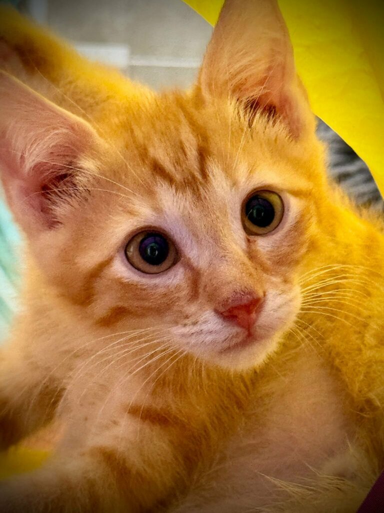 Bobby ♂ & Cana ♀ Bobby ♂ & Cana ♀