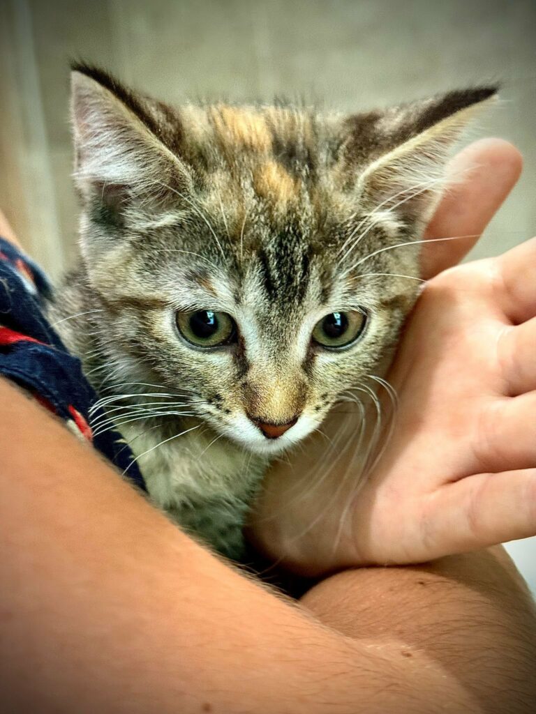 Bobby ♂ & Cana ♀ Bobby ♂ & Cana ♀