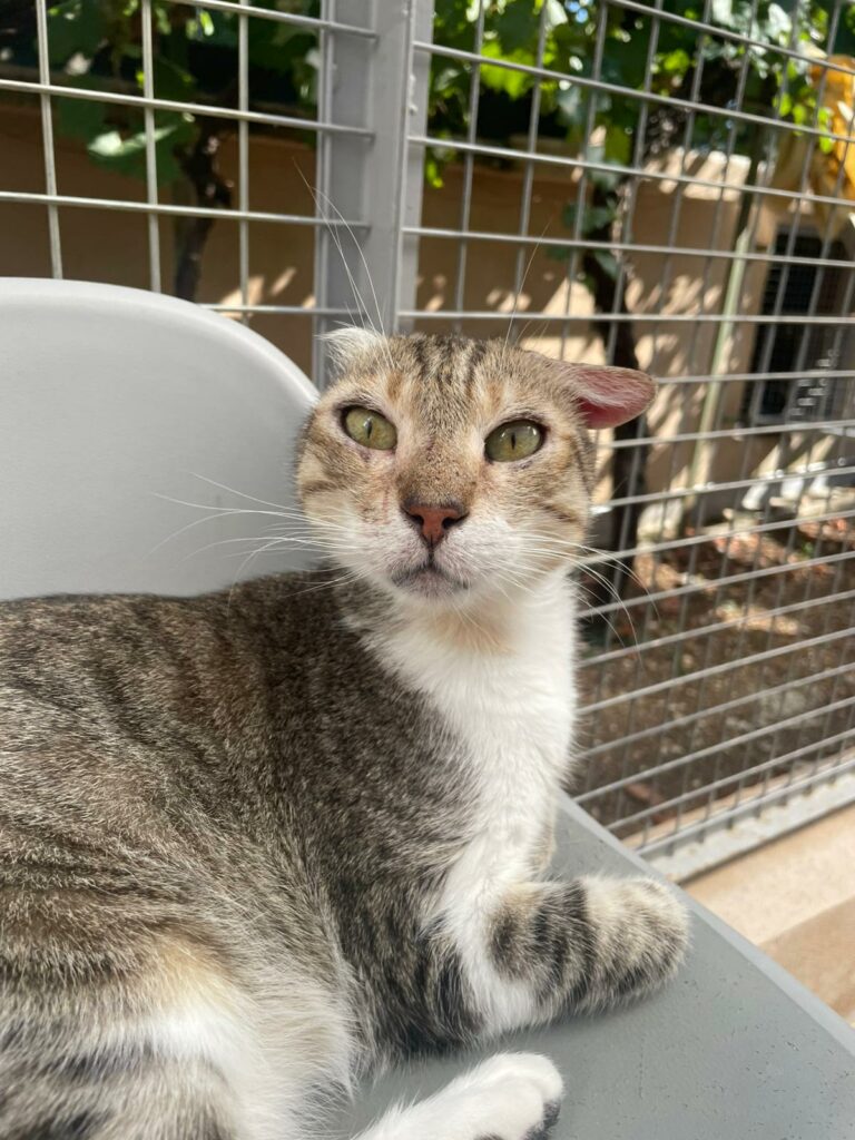 Sparrow ♂ Sparrow ♂