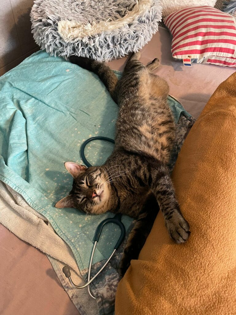 Tigrou ♂ Tigrou ♂