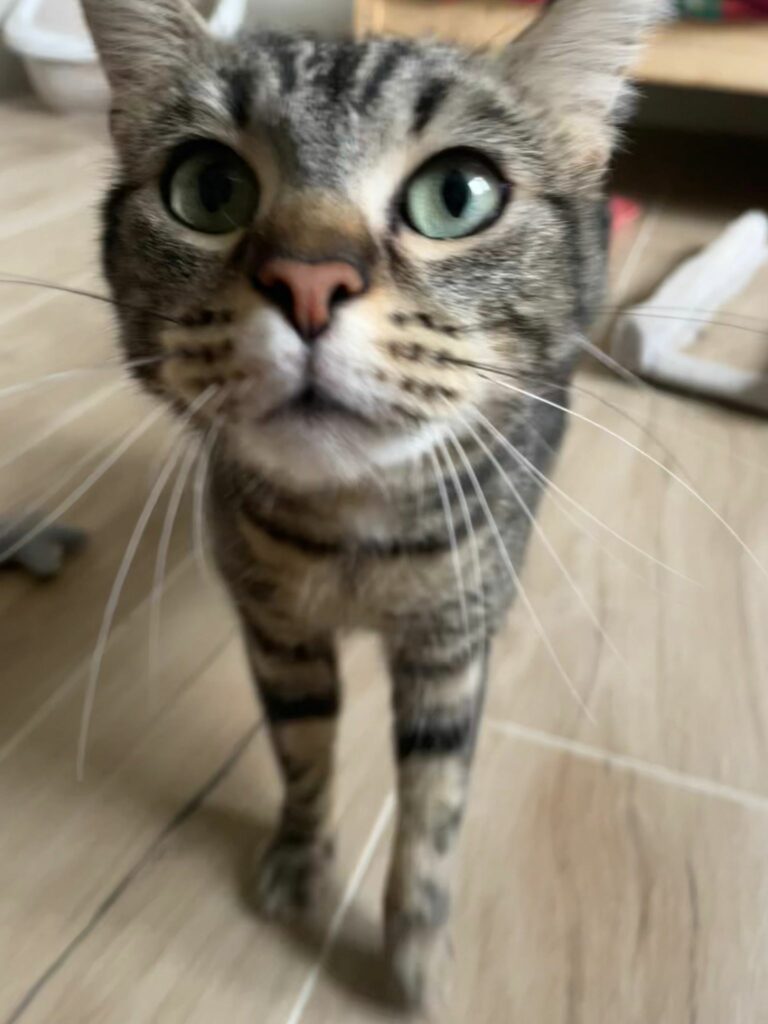 Maya ♀