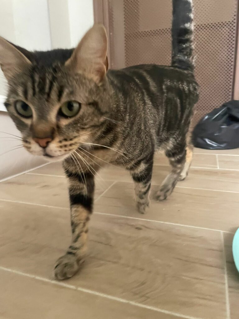 Maya ♀