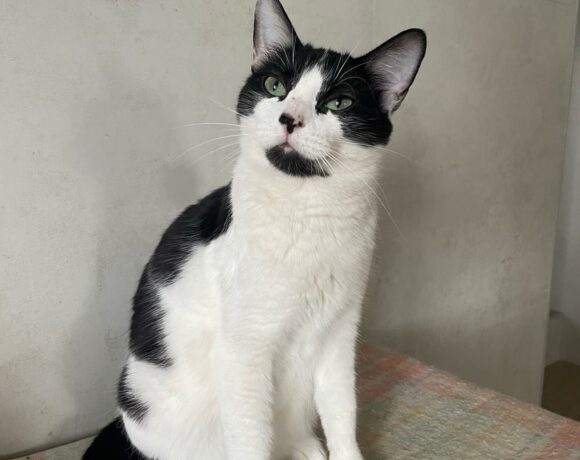 Moky ♂