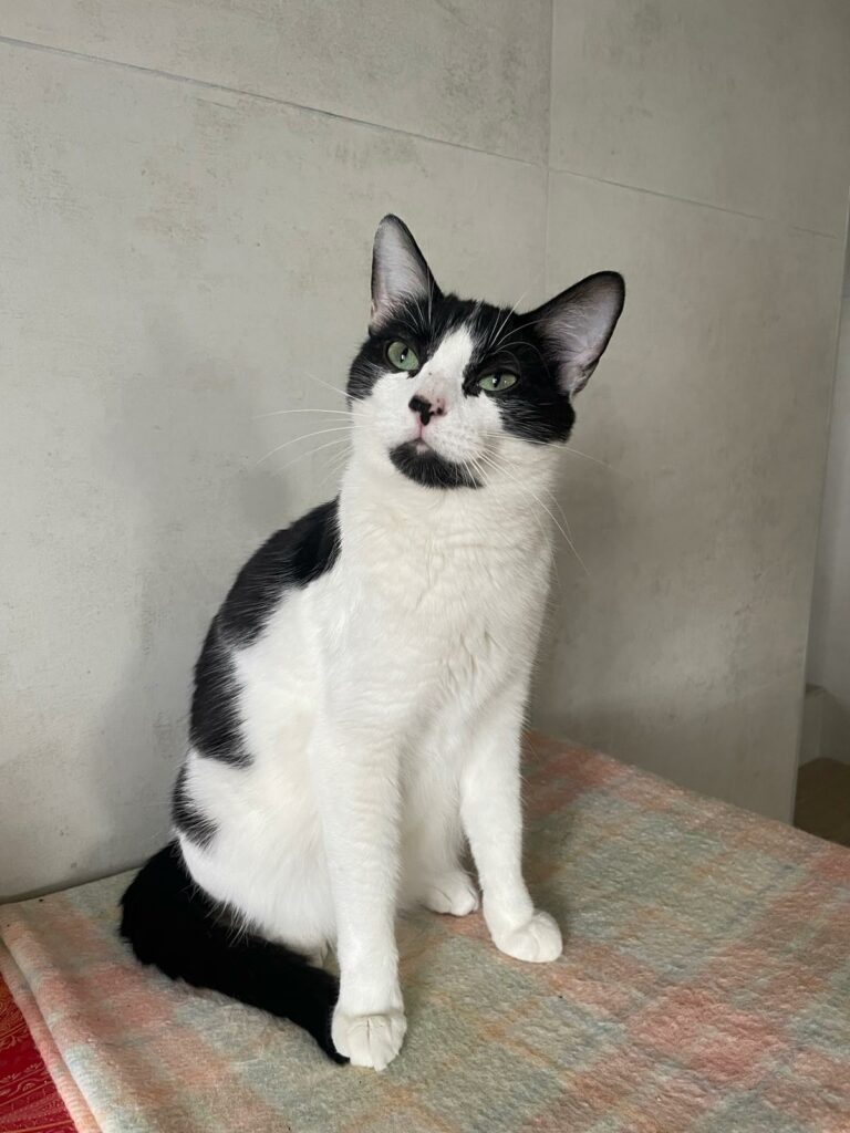 Moky ♂