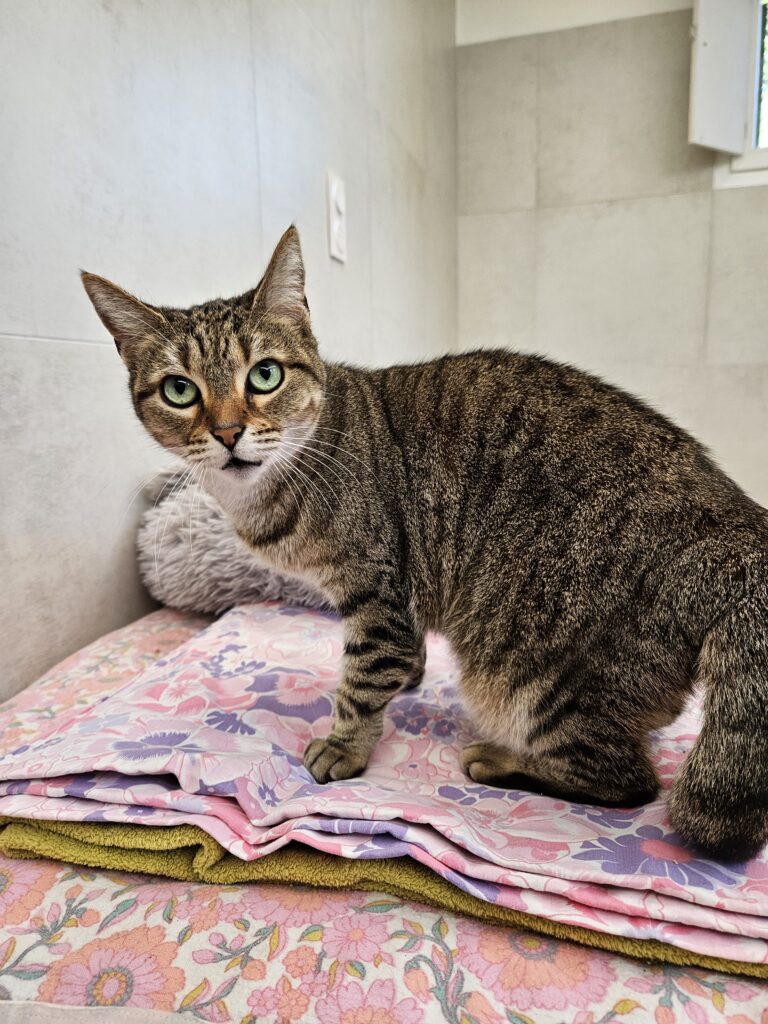 Minouche ♀ Minouche ♀