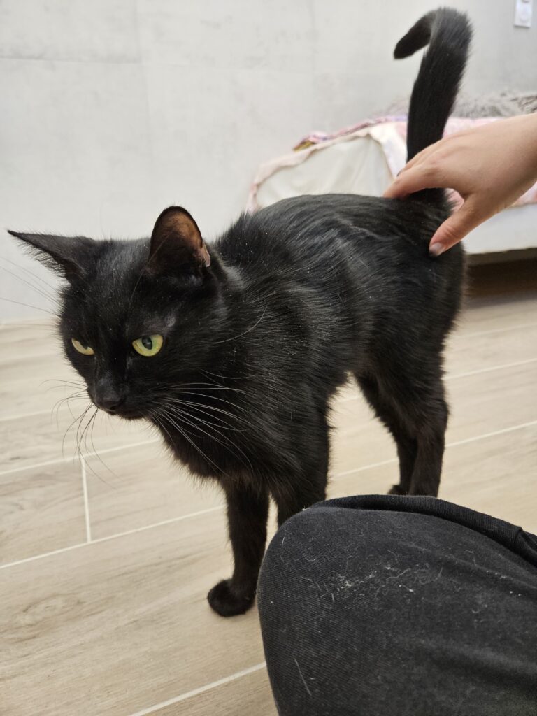 Blacko ♀ Blacko ♀