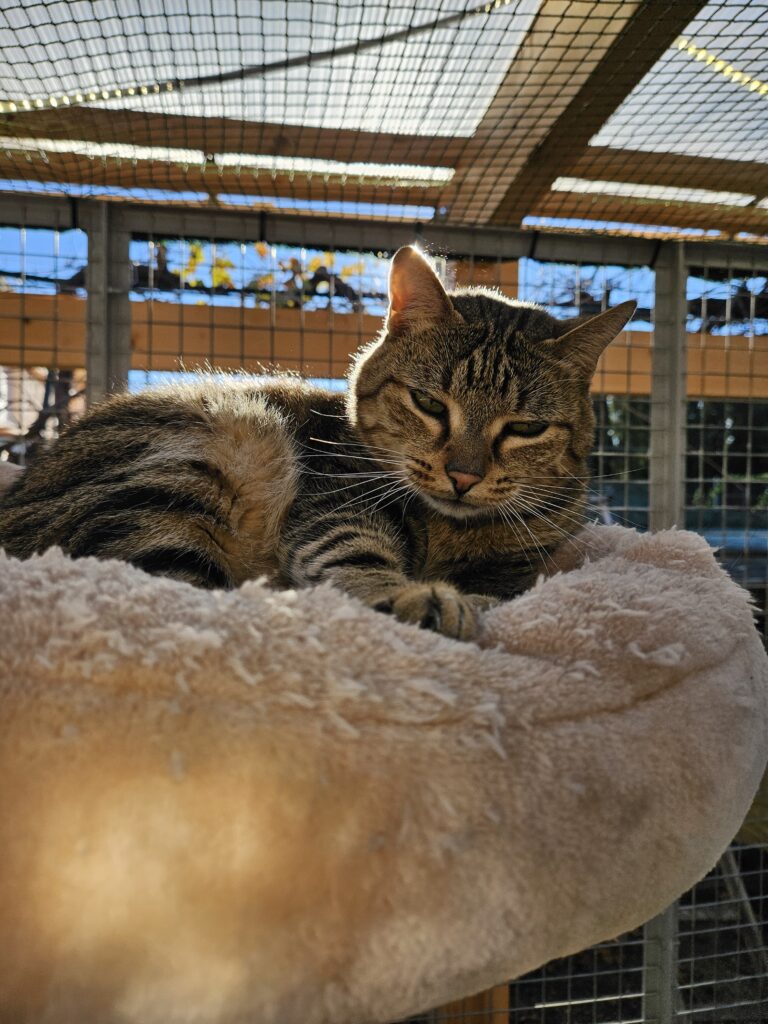 Gribouille ♂ Gribouille ♂