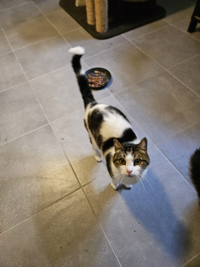 Loulou ♀ Loulou ♀