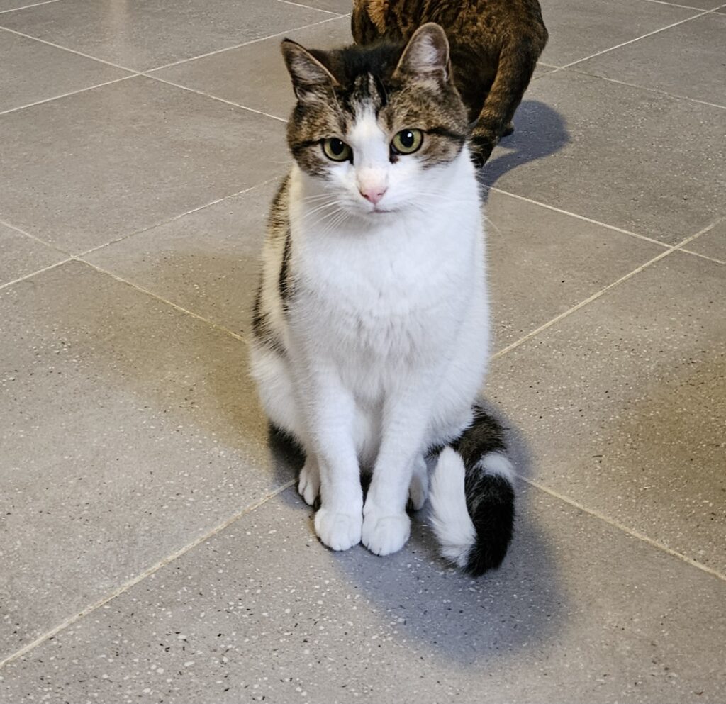 Loulou ♀ Loulou ♀