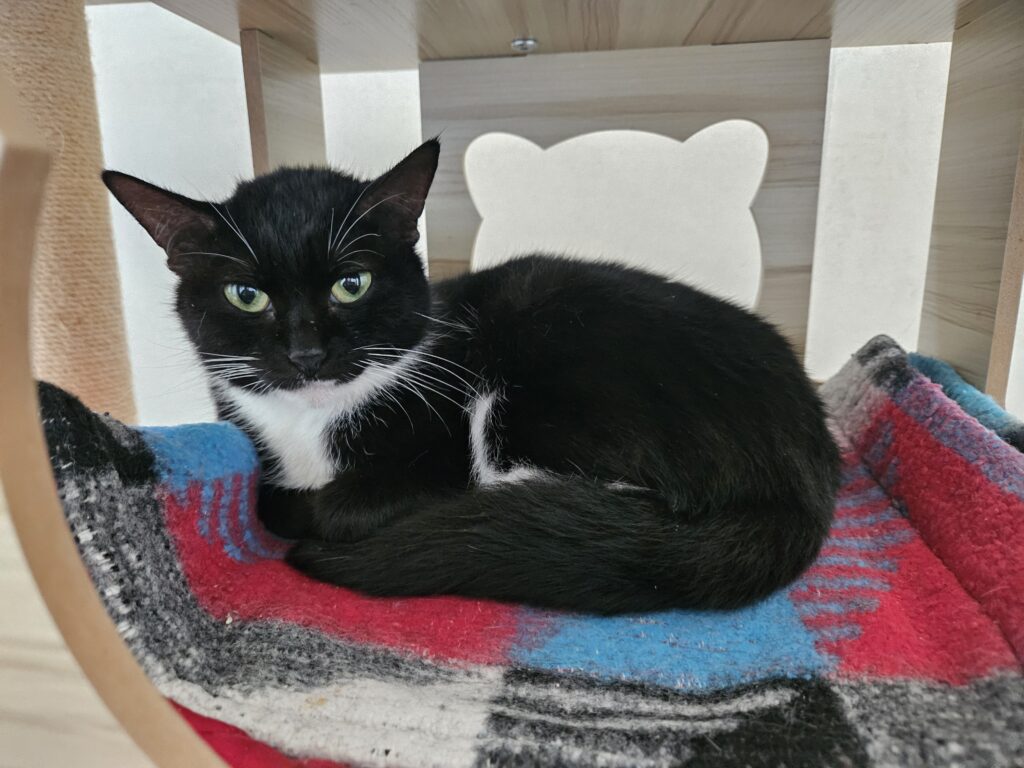 Wazabi ♂ Wazabi ♂