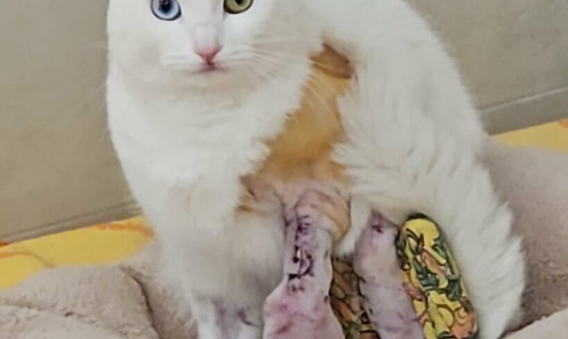 Syndrome du chat parachute