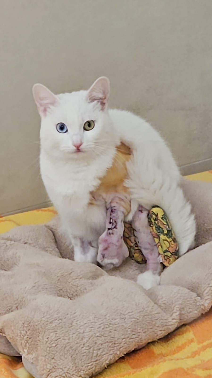 Syndrome du chat parachute Syndrome du chat parachute