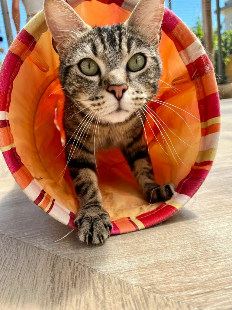 Maya ♀