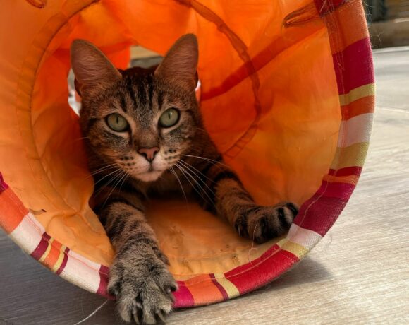 Maya ♀