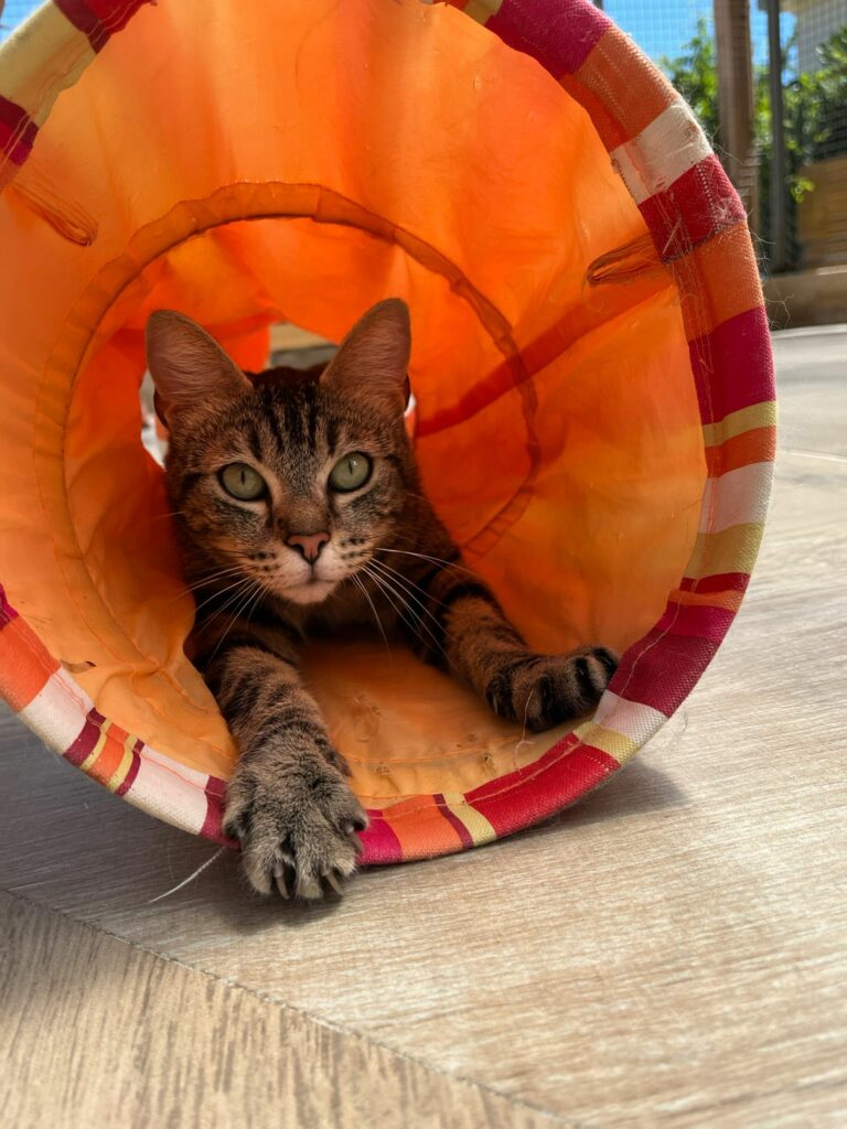 Maya ♀