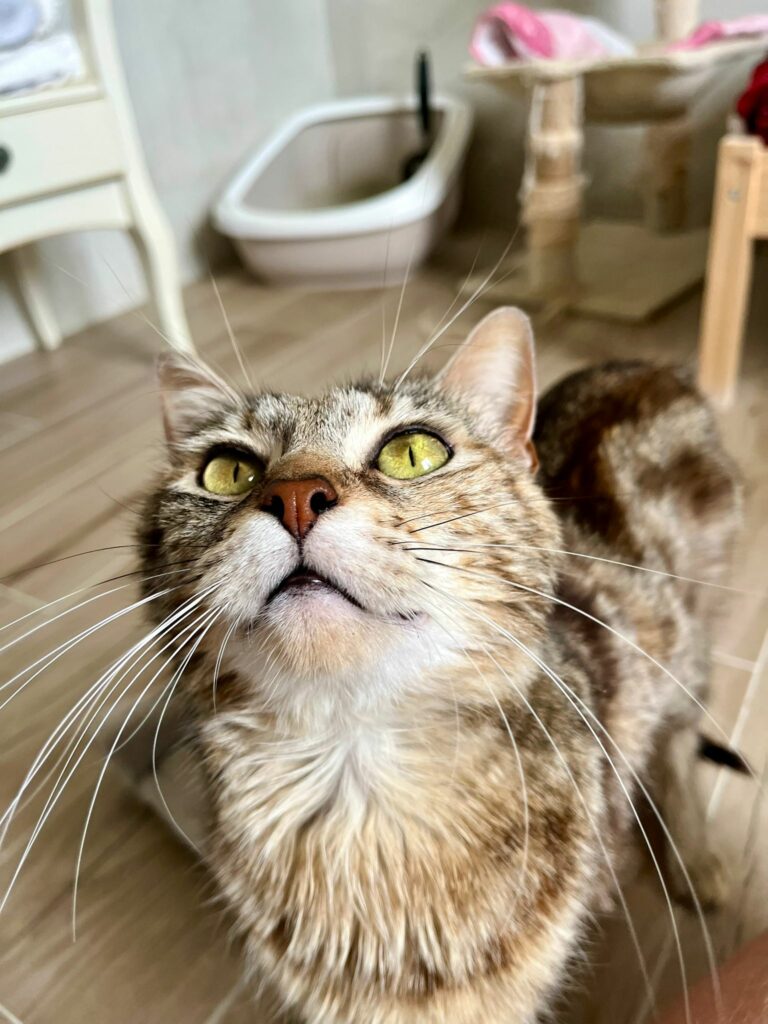 Vanille ♀ Vanille ♀