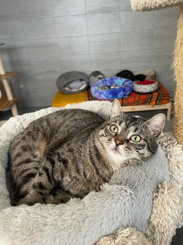 Chouquette ♀