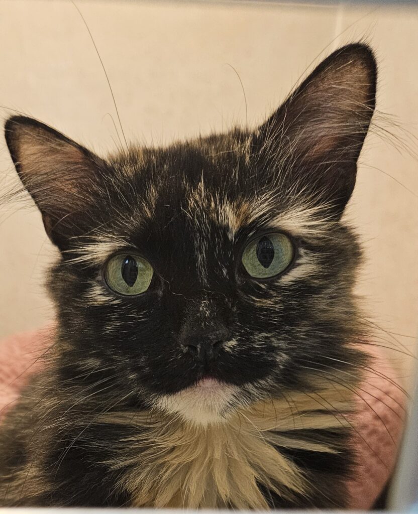 Clea ♀