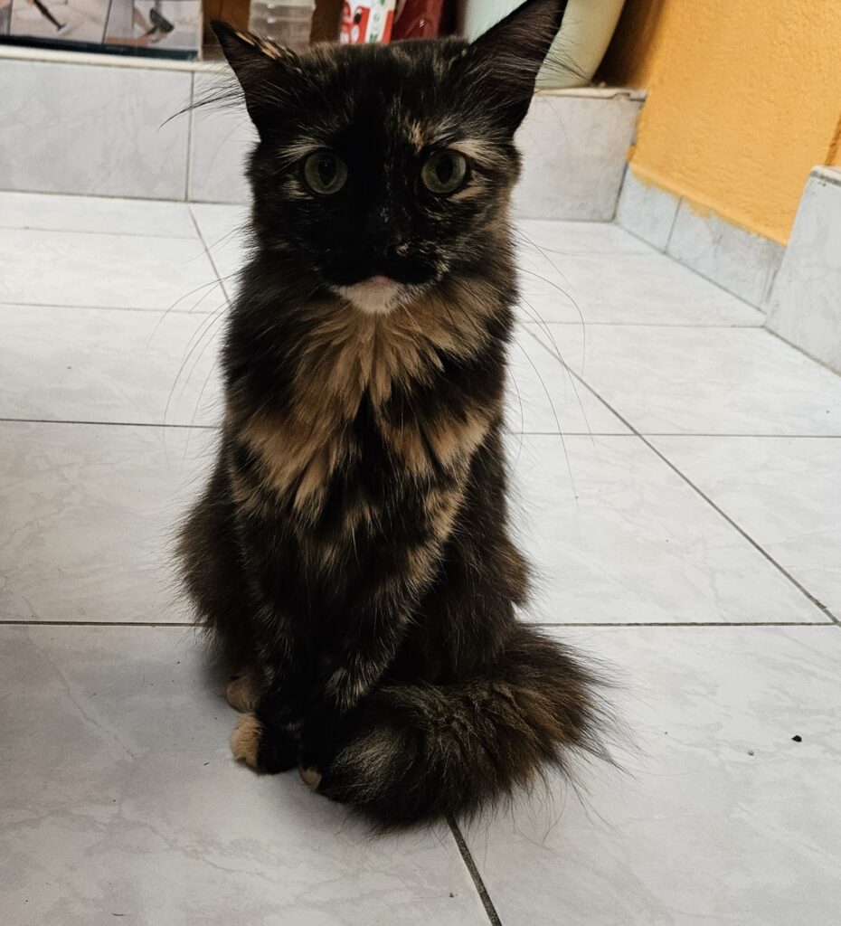 Clea ♀